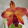 blc. Suzuk's Red Flare 'Nagase'